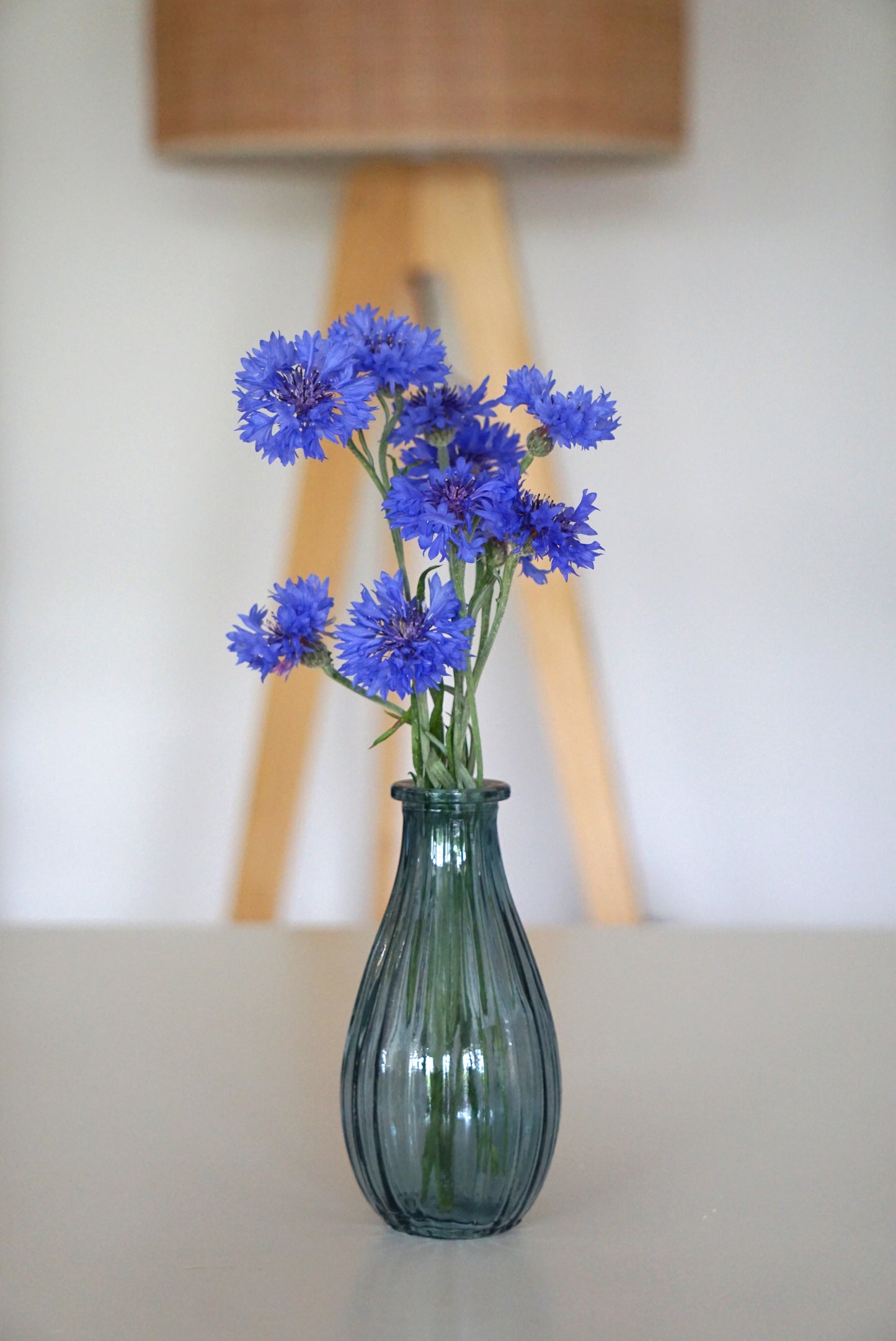 BLUE CORNFLOWERS image 4