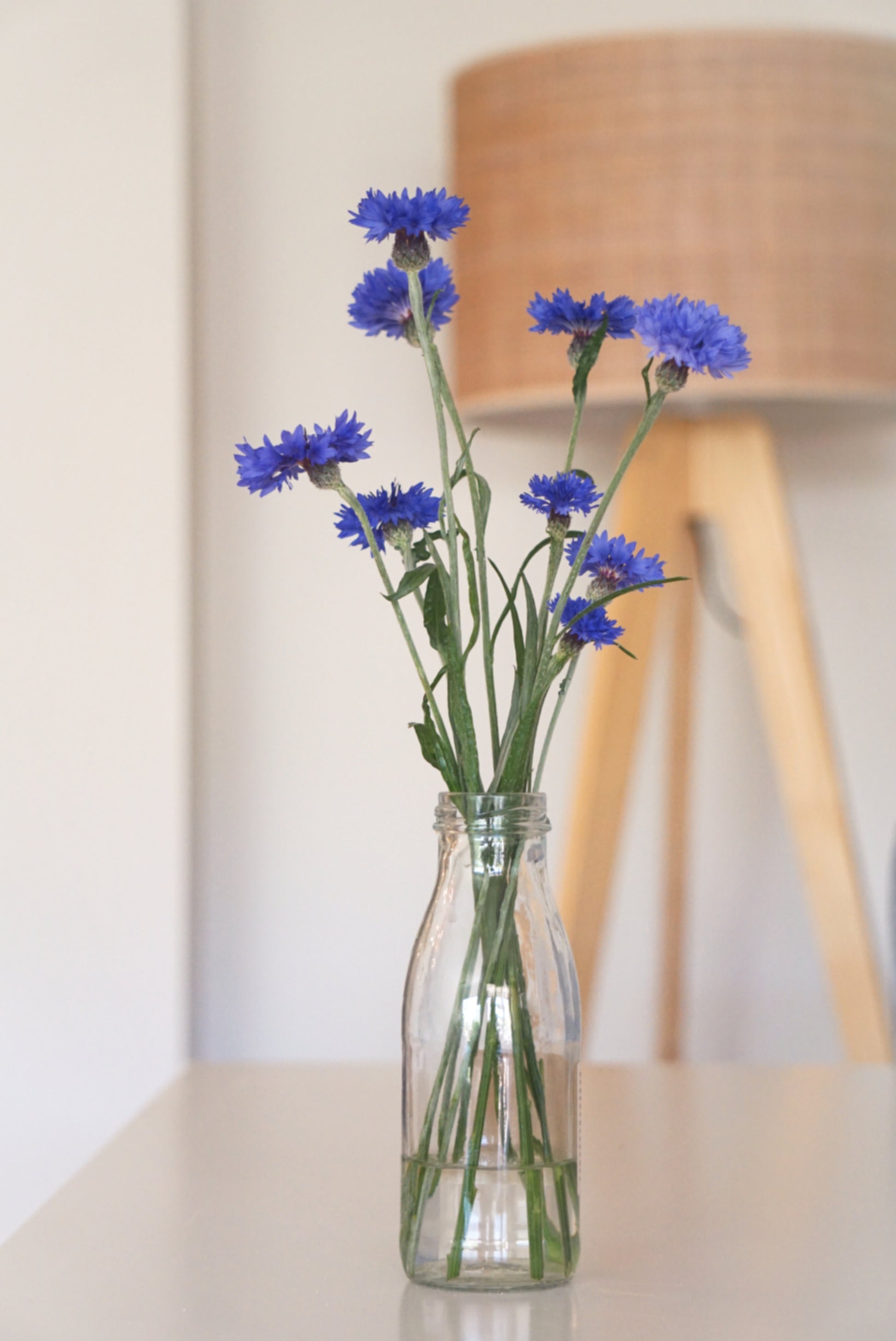 BLUE CORNFLOWERS image 1