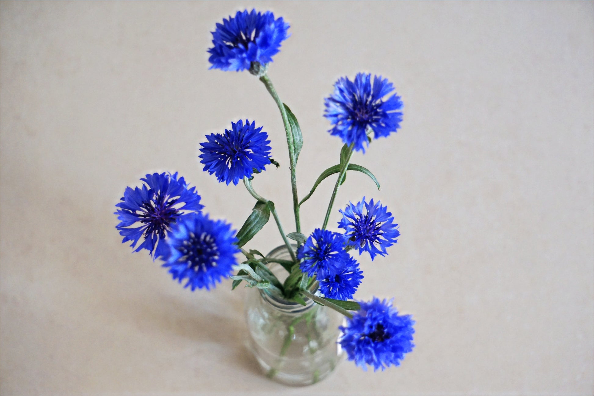 BLUE CORNFLOWERS image 2