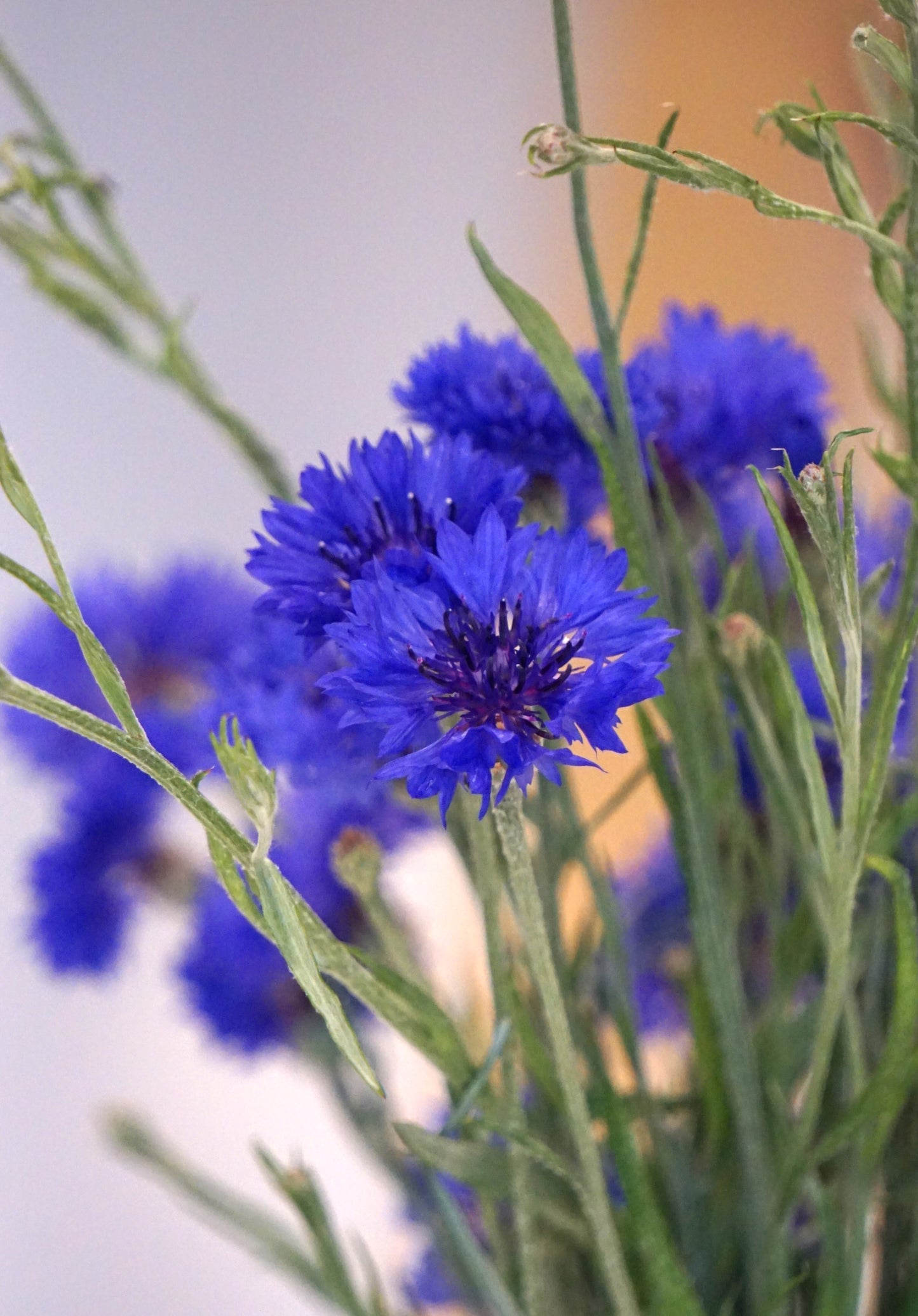 Cornflowers