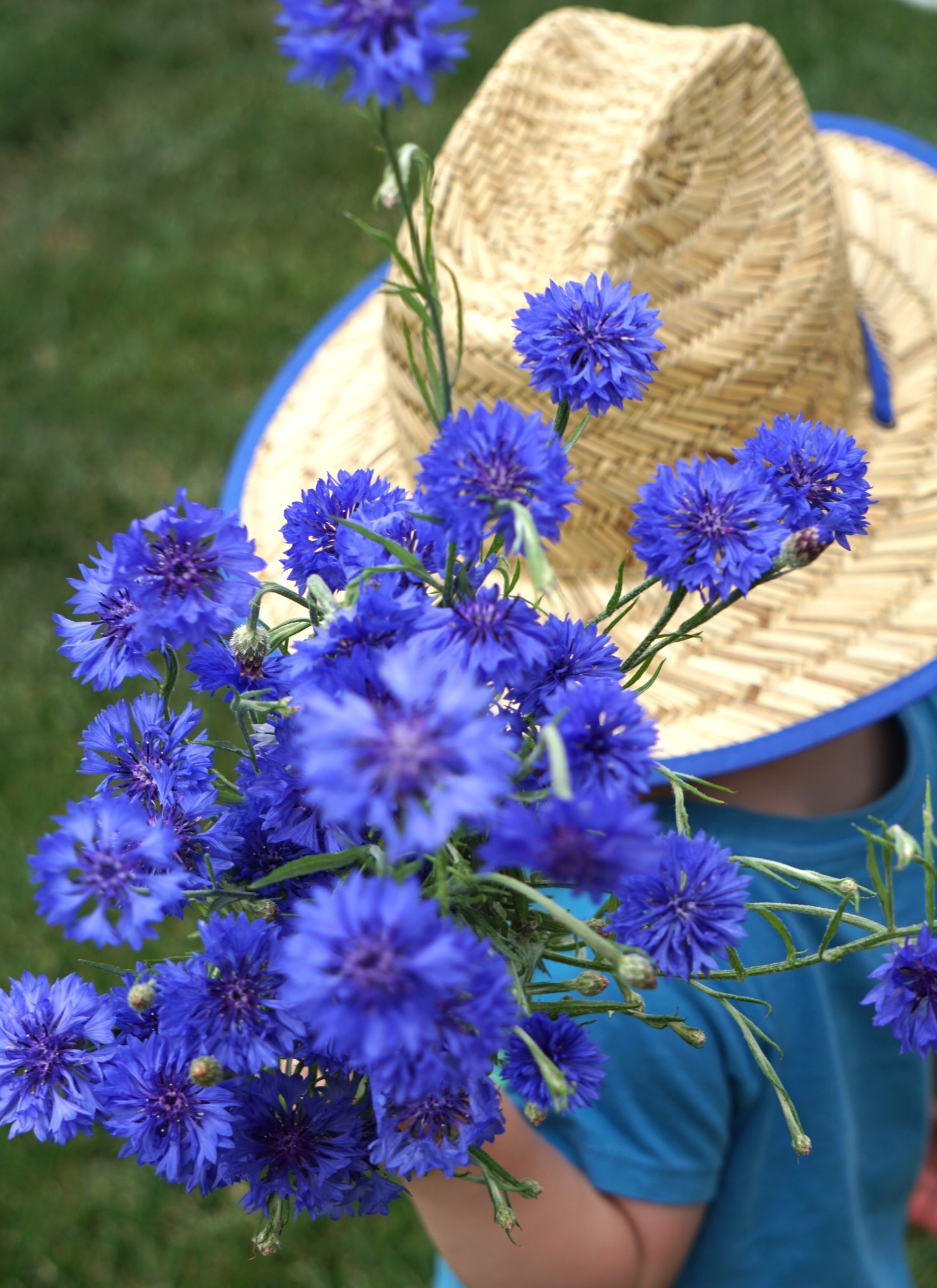 Cornflowers