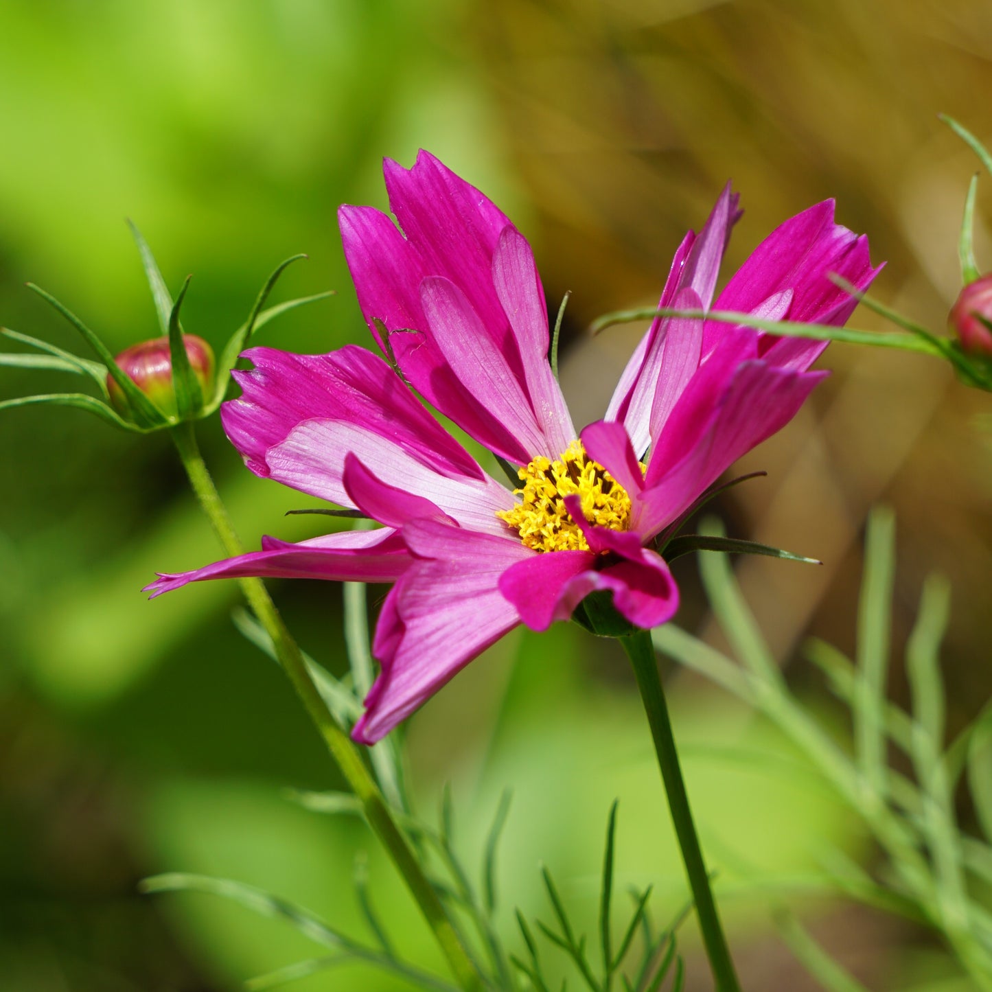 Small Summer Posy