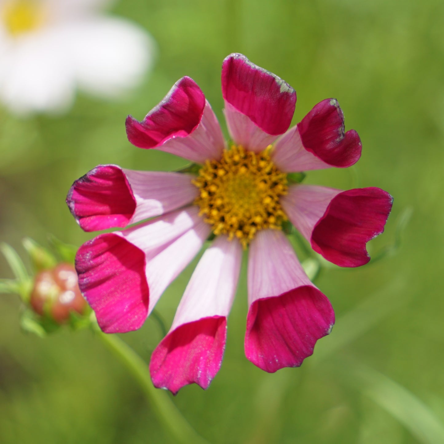 Small Summer Posy