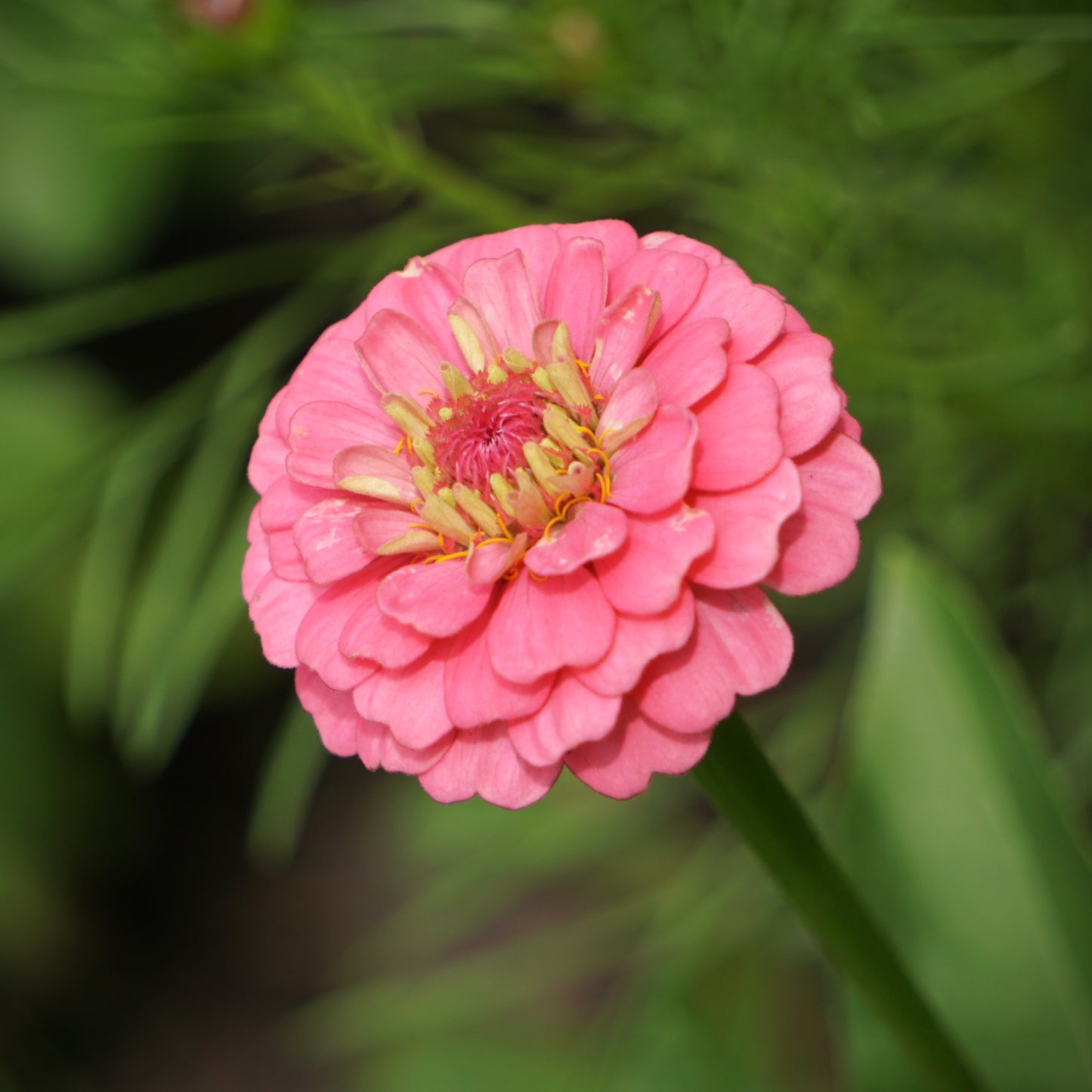 Small Summer Posy