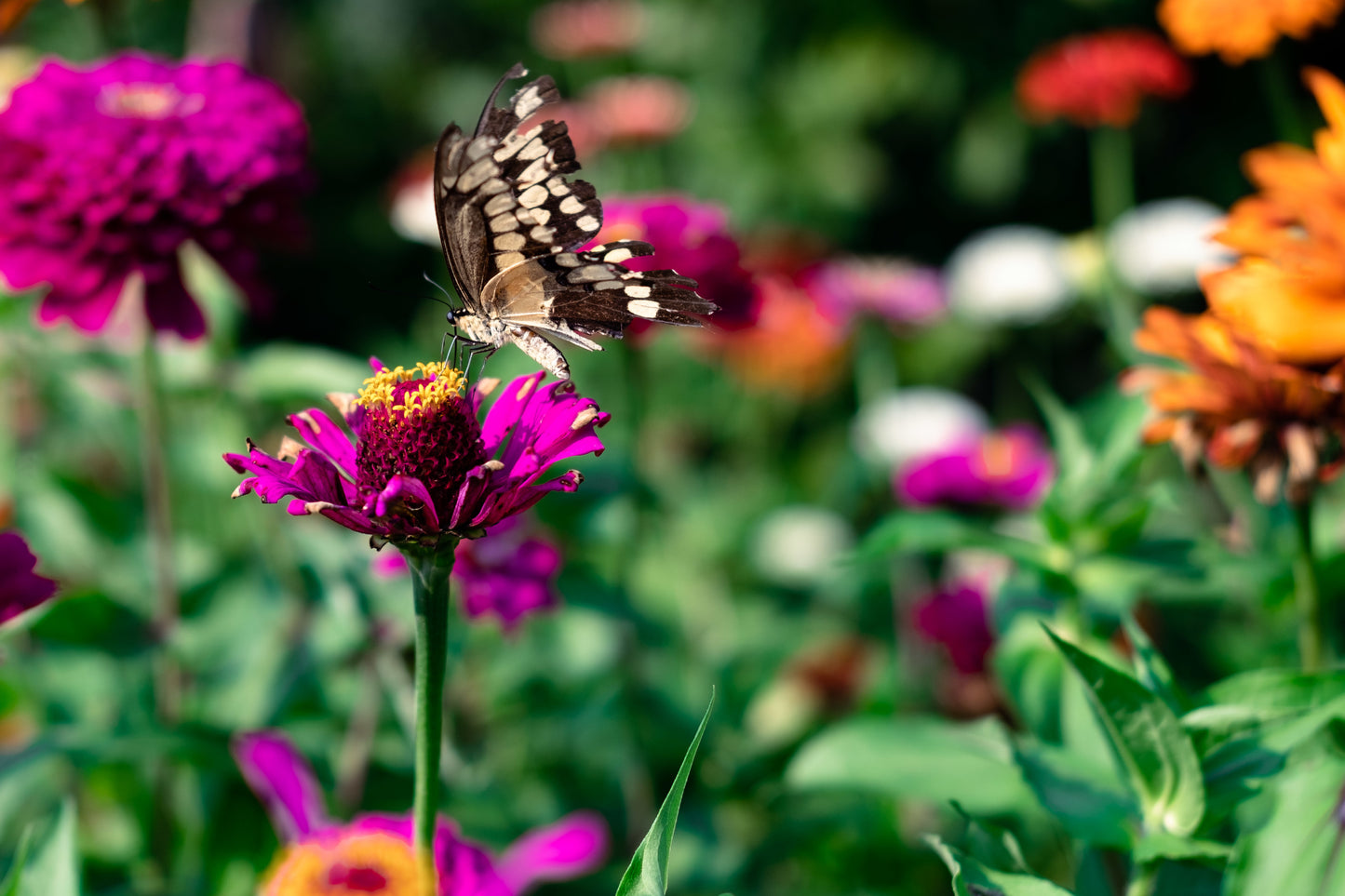 Thank You Seed Mix (Teacher) | Bee Kind